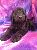 Giant Schnoodle Puppy for sale #1 Male|Giant Schnoodle Breeders in Florida Generally Charge More for their Giant Schnoodles|Puppies for sale